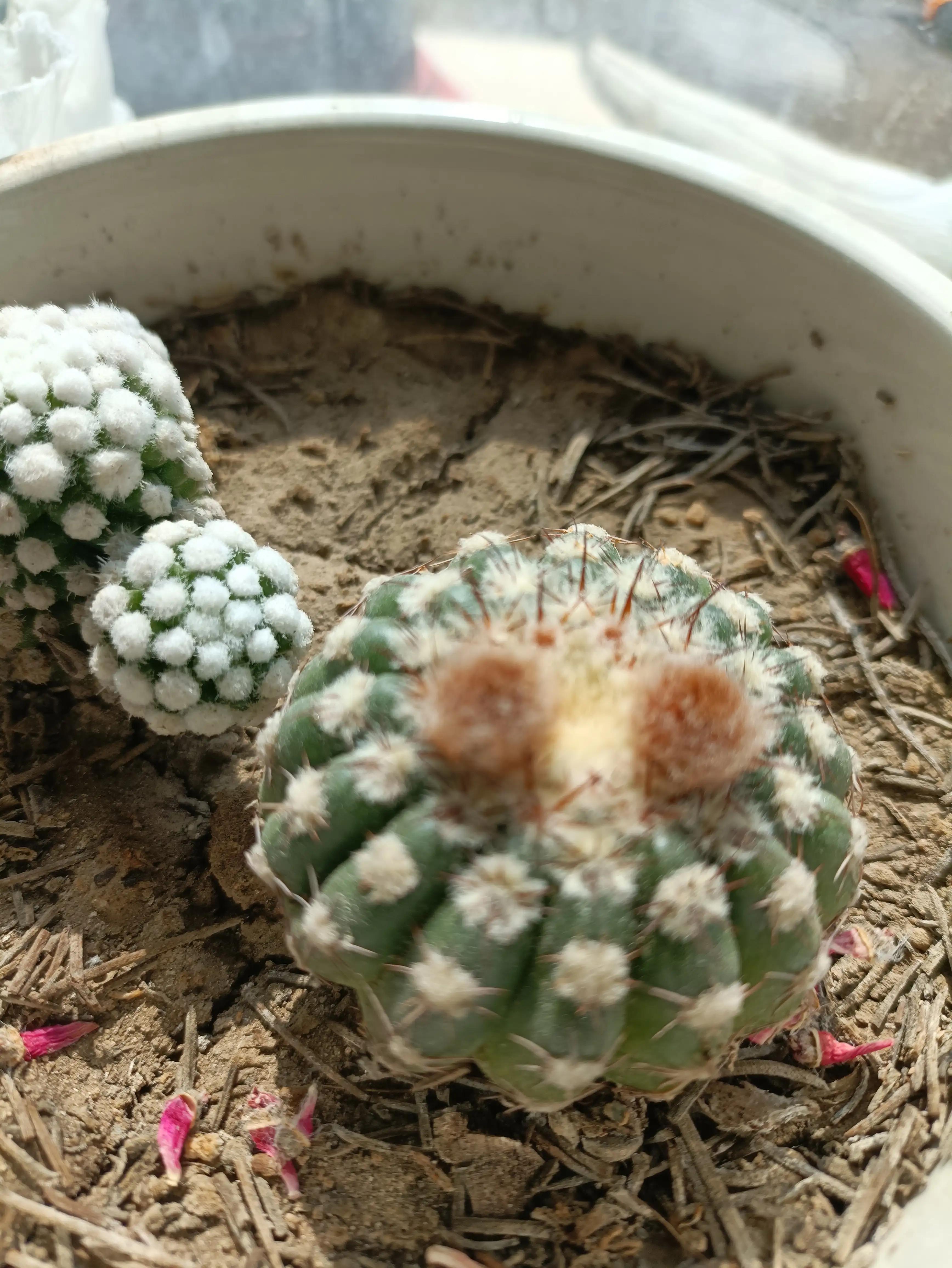 仙人球的花语完整版,仙人球的花期有多长时间呢