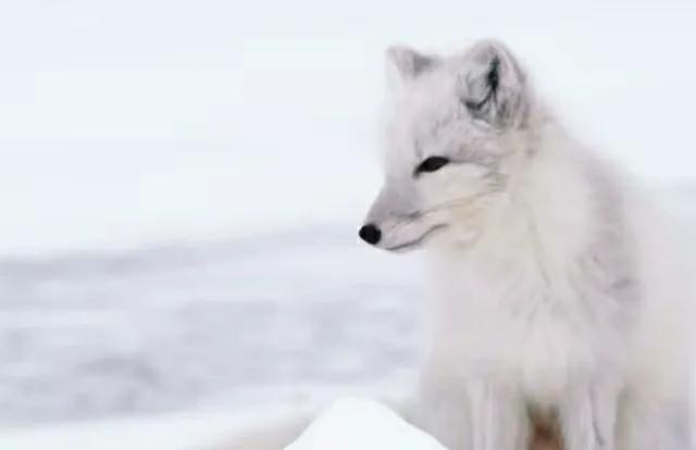 北极狐在恶劣的环境中顽强生存,北极狐幼年到成年是怎么生活的