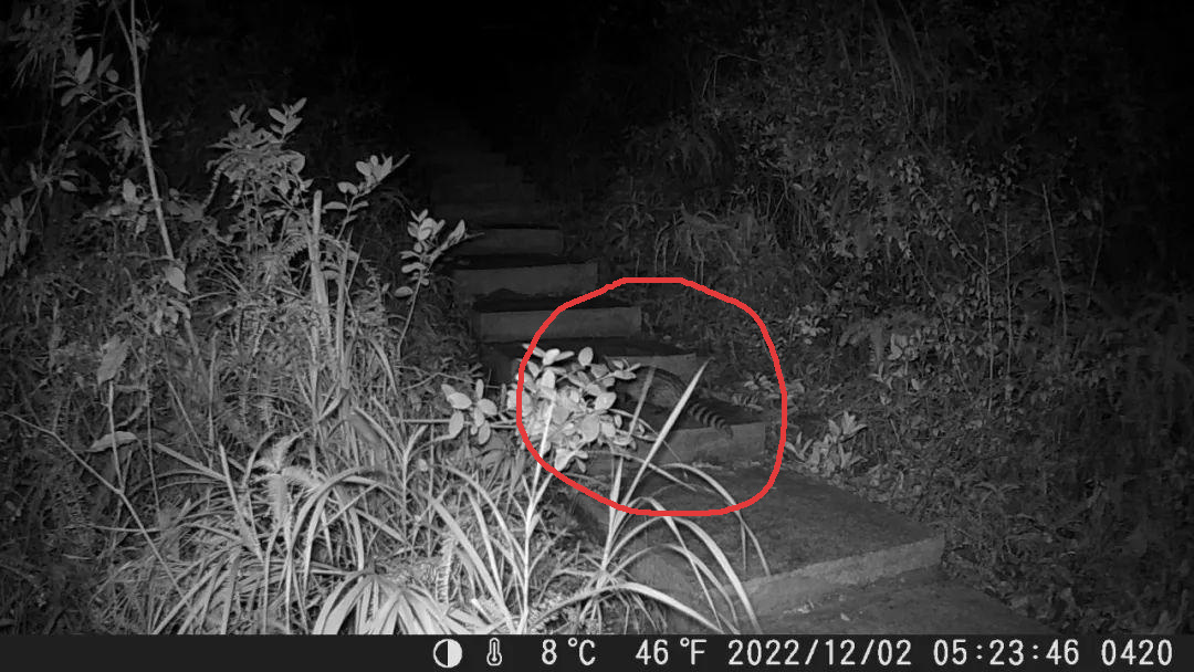 小灵猫深圳,深圳小灵猫