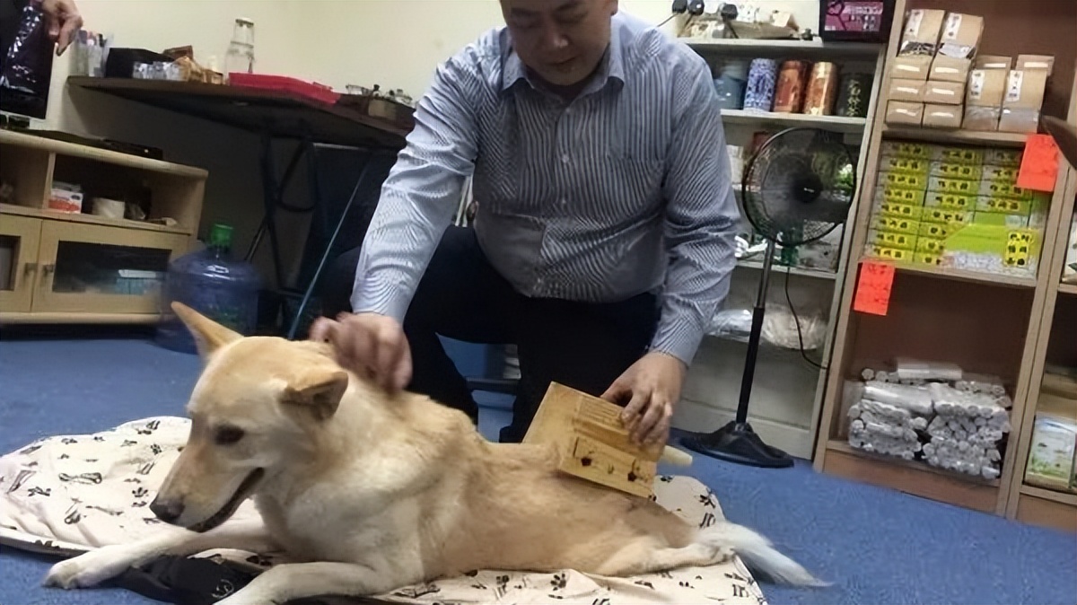 给狗做针灸的视频,带狗去针灸
