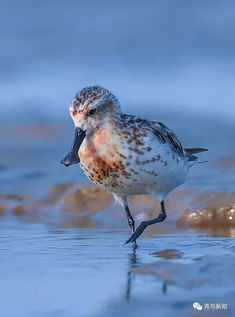 世界上最罕见的动物之勺嘴鹬,勺嘴鹬是不是濒危动物