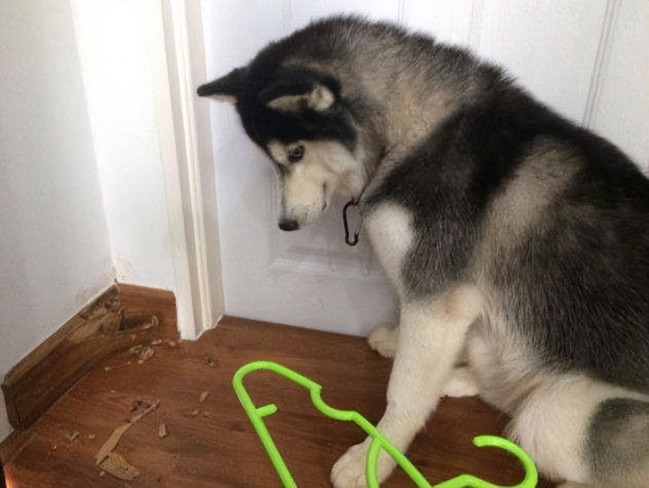 什么狗比较适合暴脾气的人养,警戒性强且适合养的狗