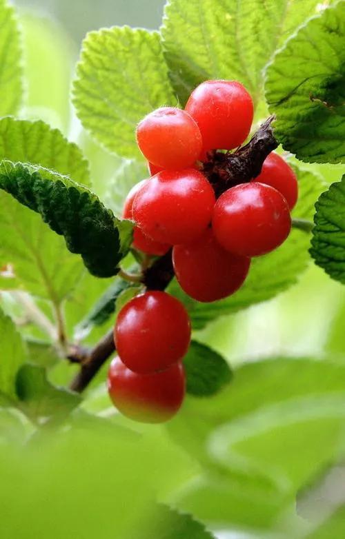 对联谜语大全摘抄,对联大全摘抄五言