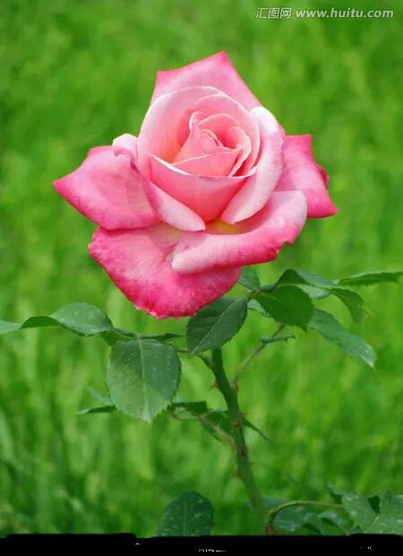 世界最美山水花鸟高清图片,精美山水花鸟图片大全