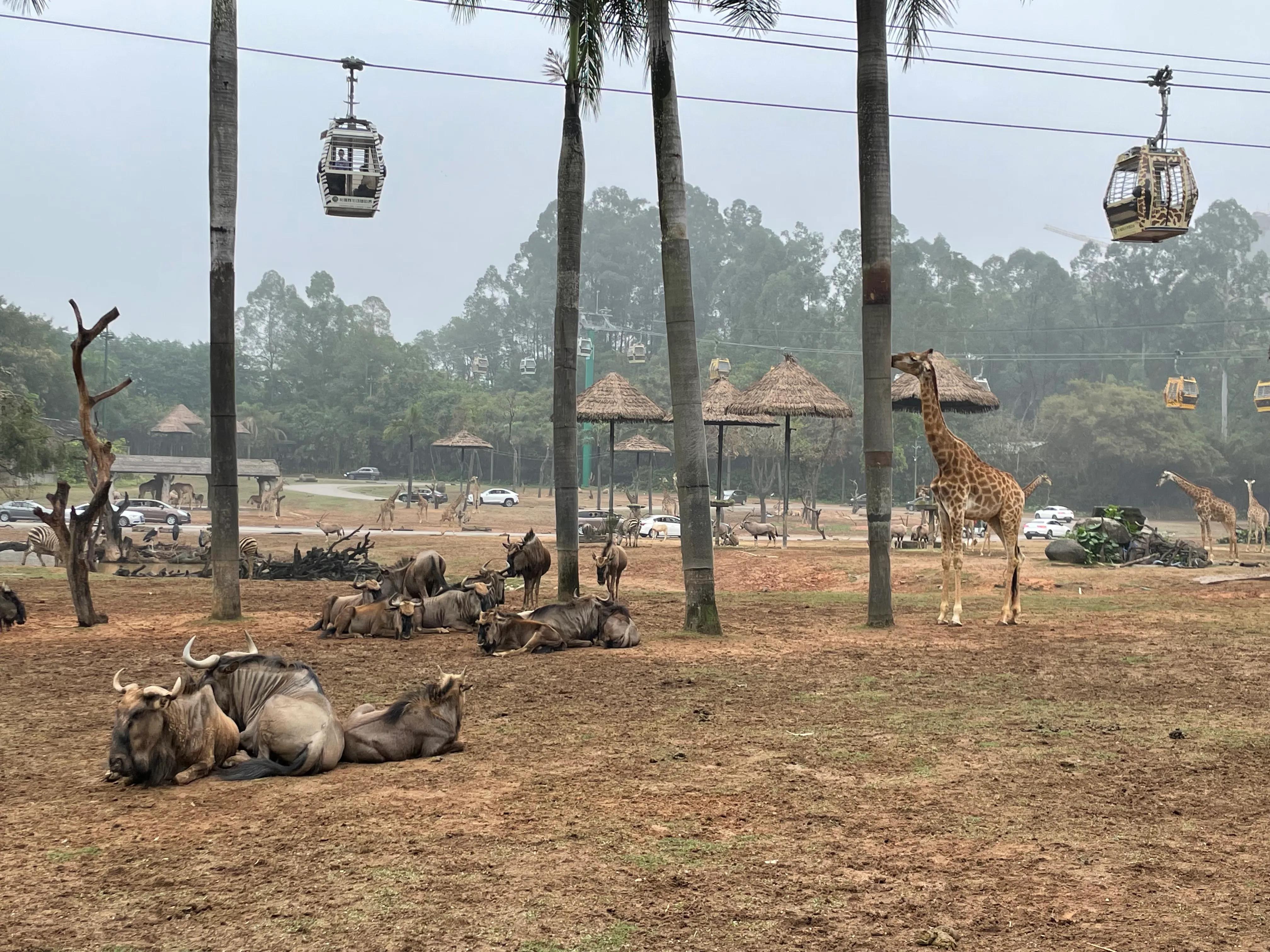 长隆动物园和珠海海洋王国哪个好,珠海长隆海洋王国与长隆动物园