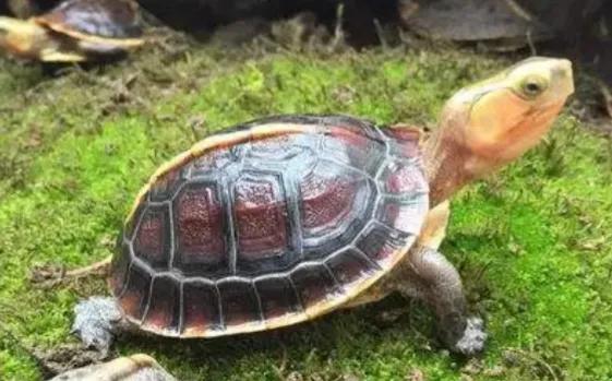 适合新手养互动性强的龟,什么品种的龟容易饲养和互动