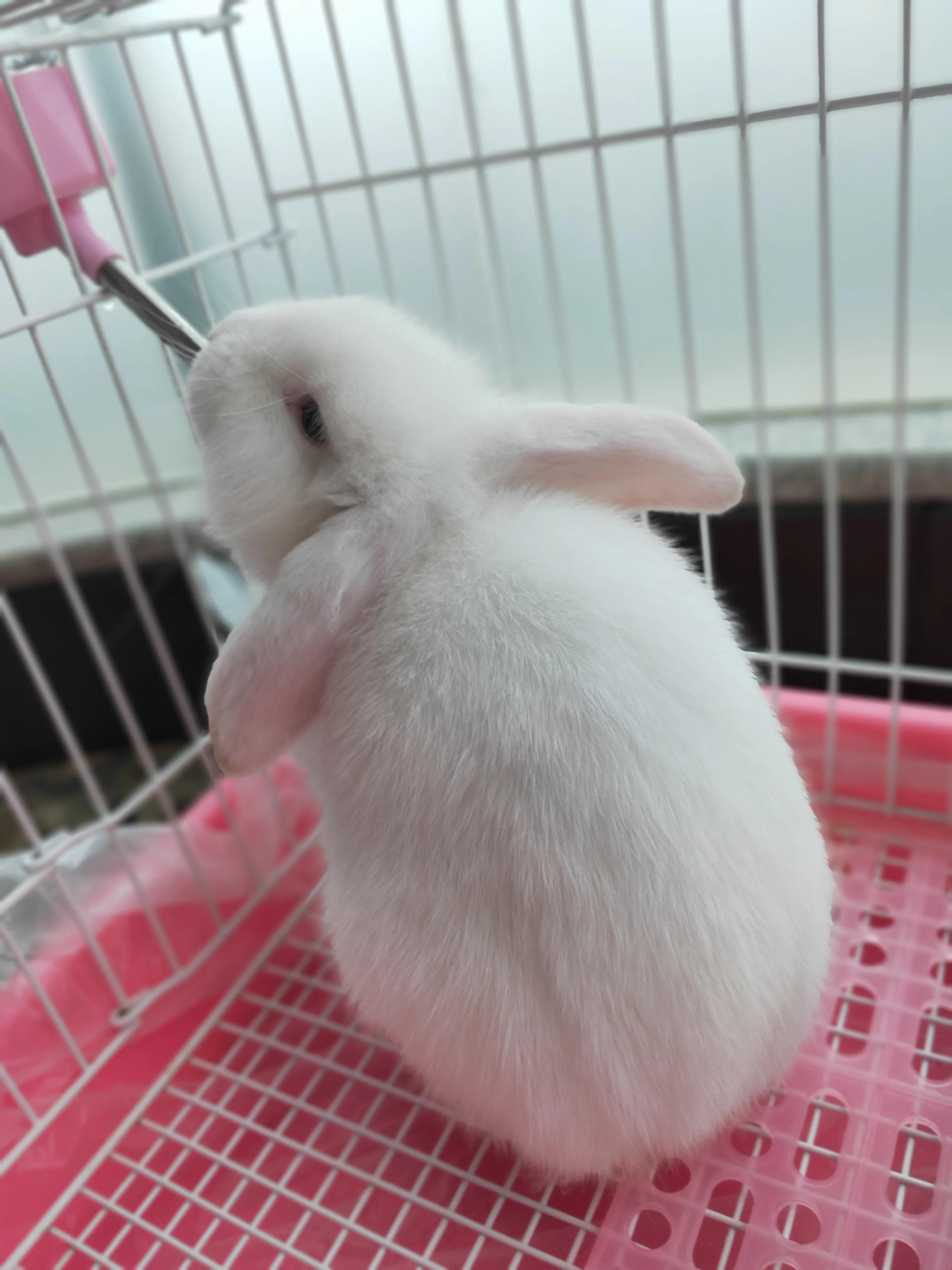 养宠物兔子赚钱吗,有养兔子当宠物的吗