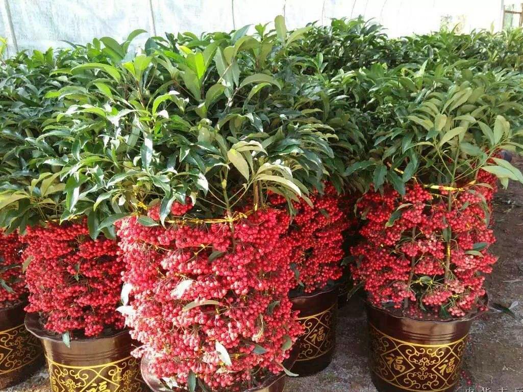 柠檬树适合在家养吗,在家养柠檬树注意点