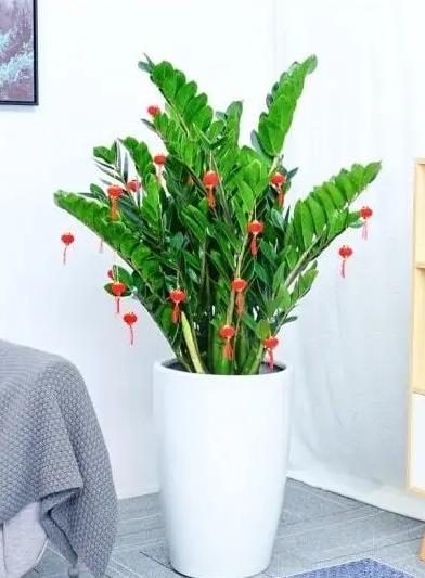 卧室养什么绿植能产生负氧离子,家里放多少绿植负氧离子多