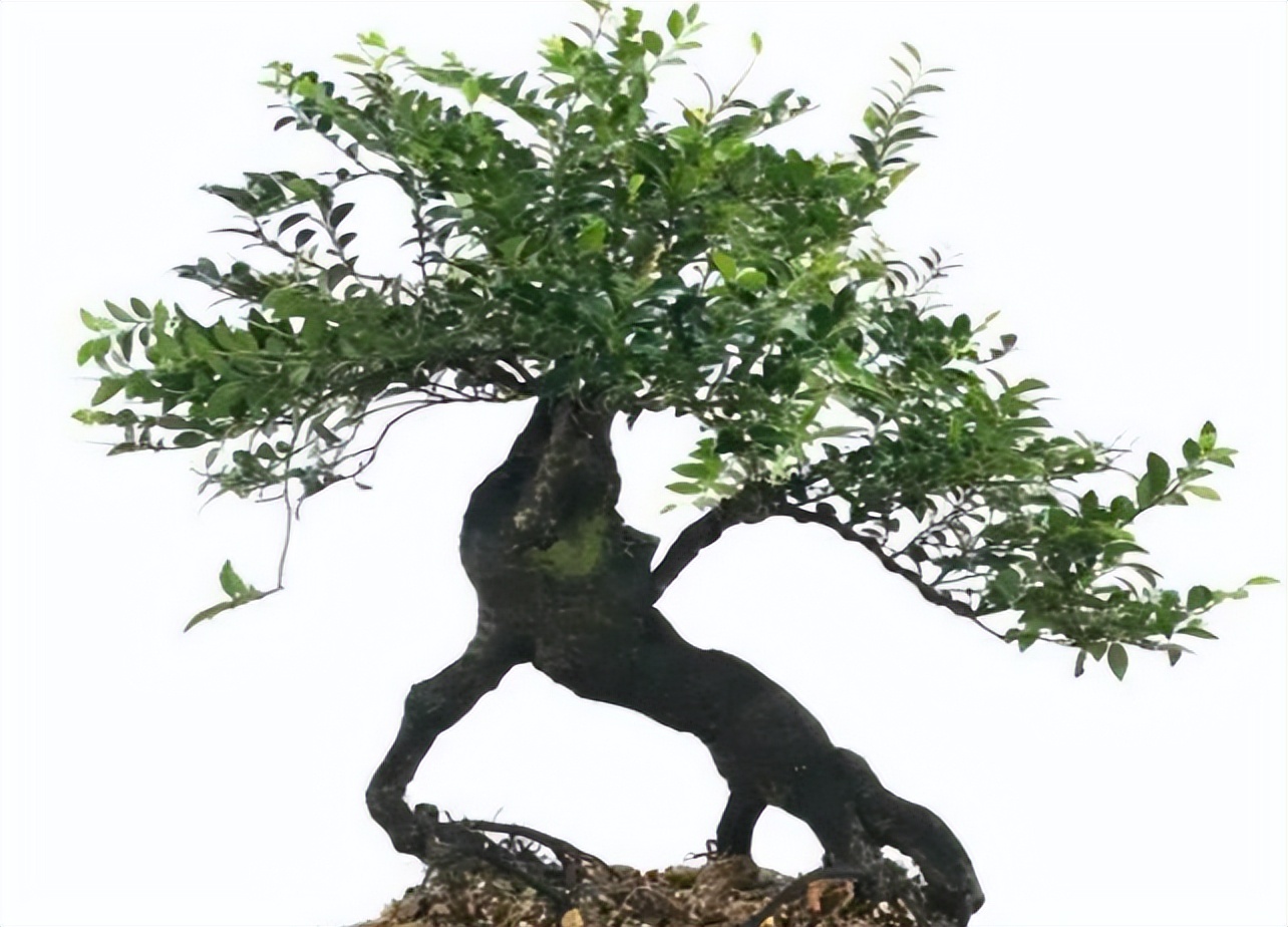 有个院子养点什么好养,庭院古董盆景