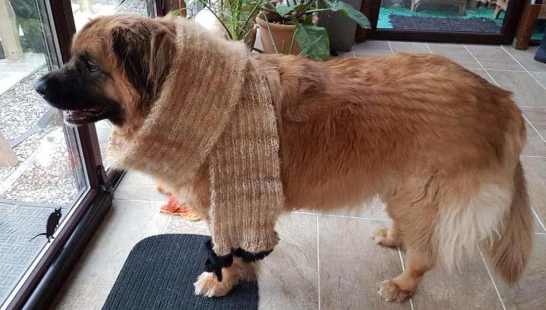 萨摩耶掉毛过程,萨摩耶铲屎官完整版