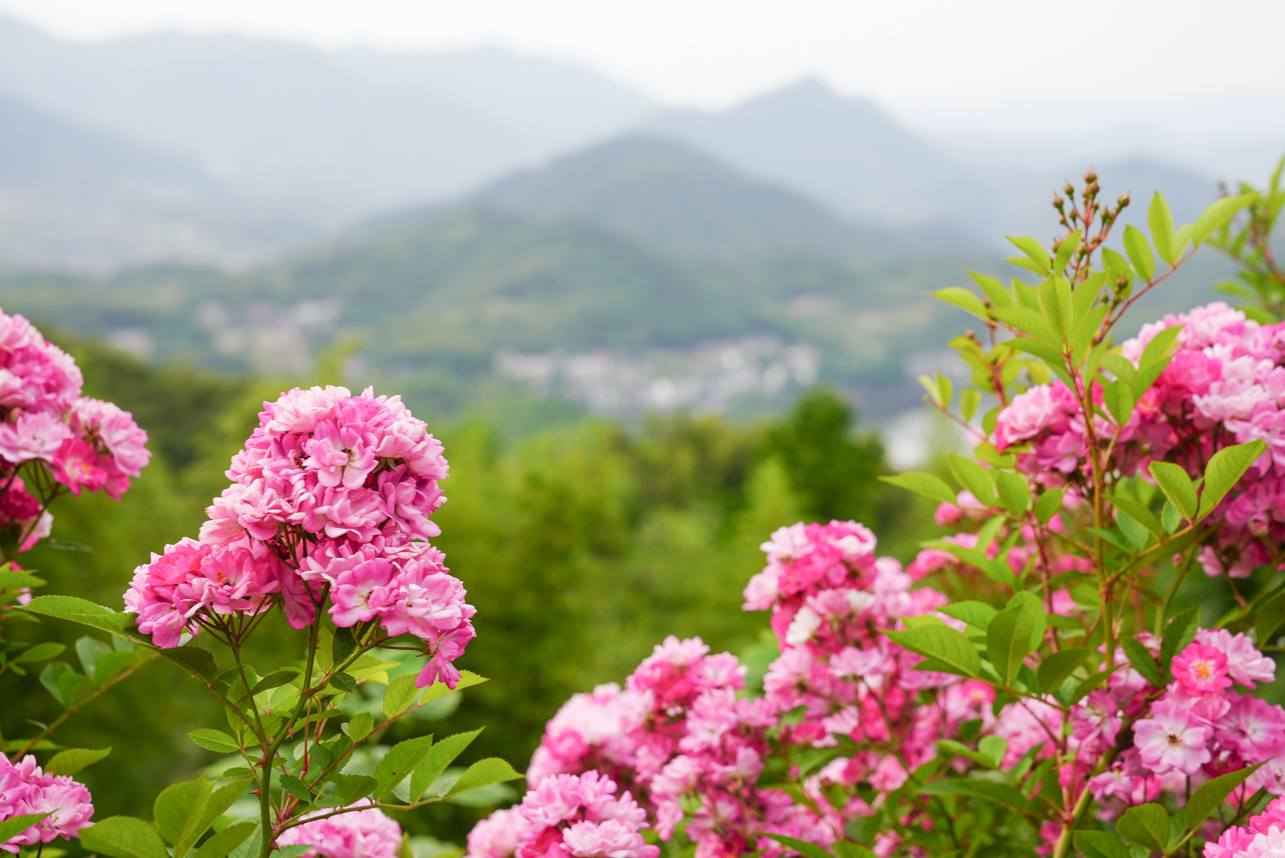 桐庐乐水阁精品民宿住宿团购,桐庐大奇山民宿排名前十名