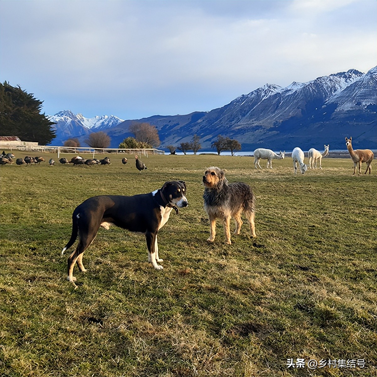 新西兰格伦诺基动物体验农场:一家以动物体验为主题的特色农场