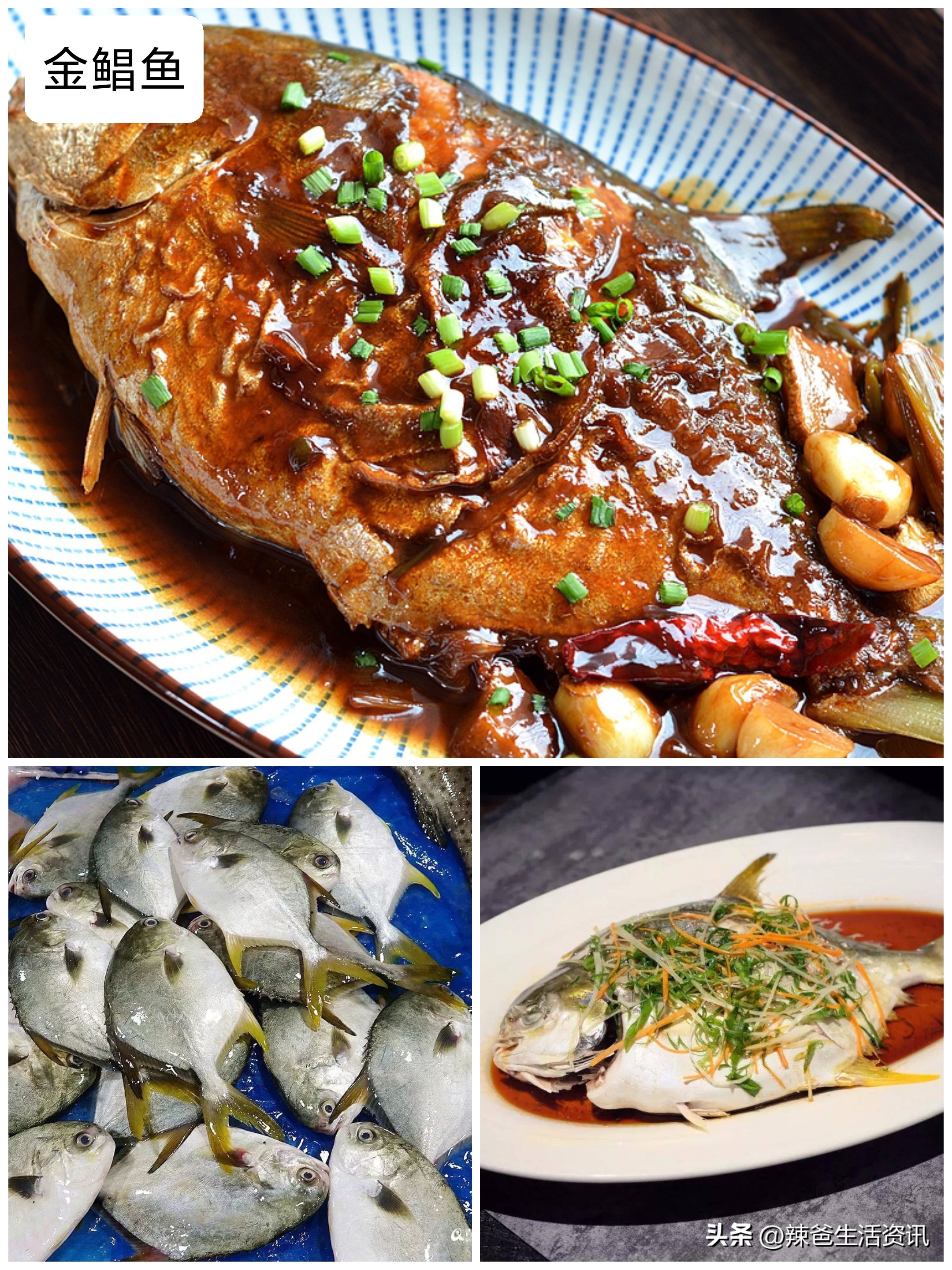 十种美味海鱼干净便宜的海鱼名字,比较好吃又便宜的海鱼有哪些