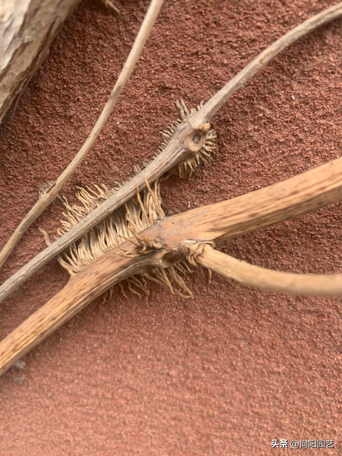 农村见到这2种花，一定要铲除，招蛇虫蚊蚁，严重破坏墙皮