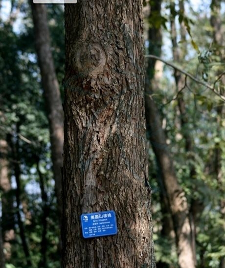 碧根果什么树的果实,开心果碧根果是什么树的果实