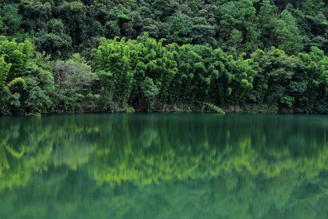 夏天竹子诗句古诗大全,写风吹绿竹的诗词