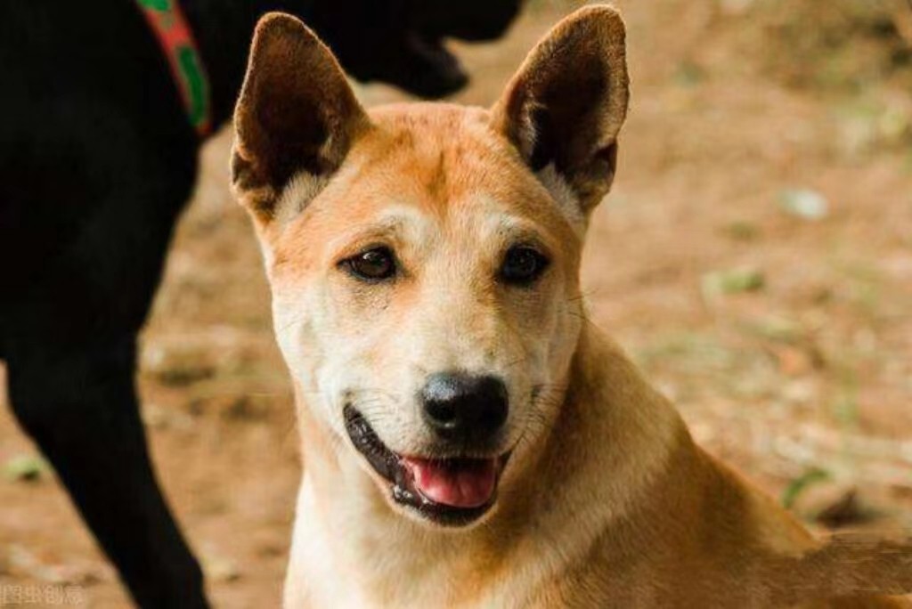 莫言生命疲劳是真实的吗,莫言关于中年人的感悟