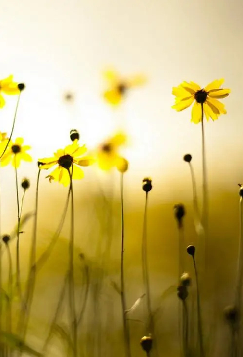 捉蛇人的故事,女人捉蛇的下场