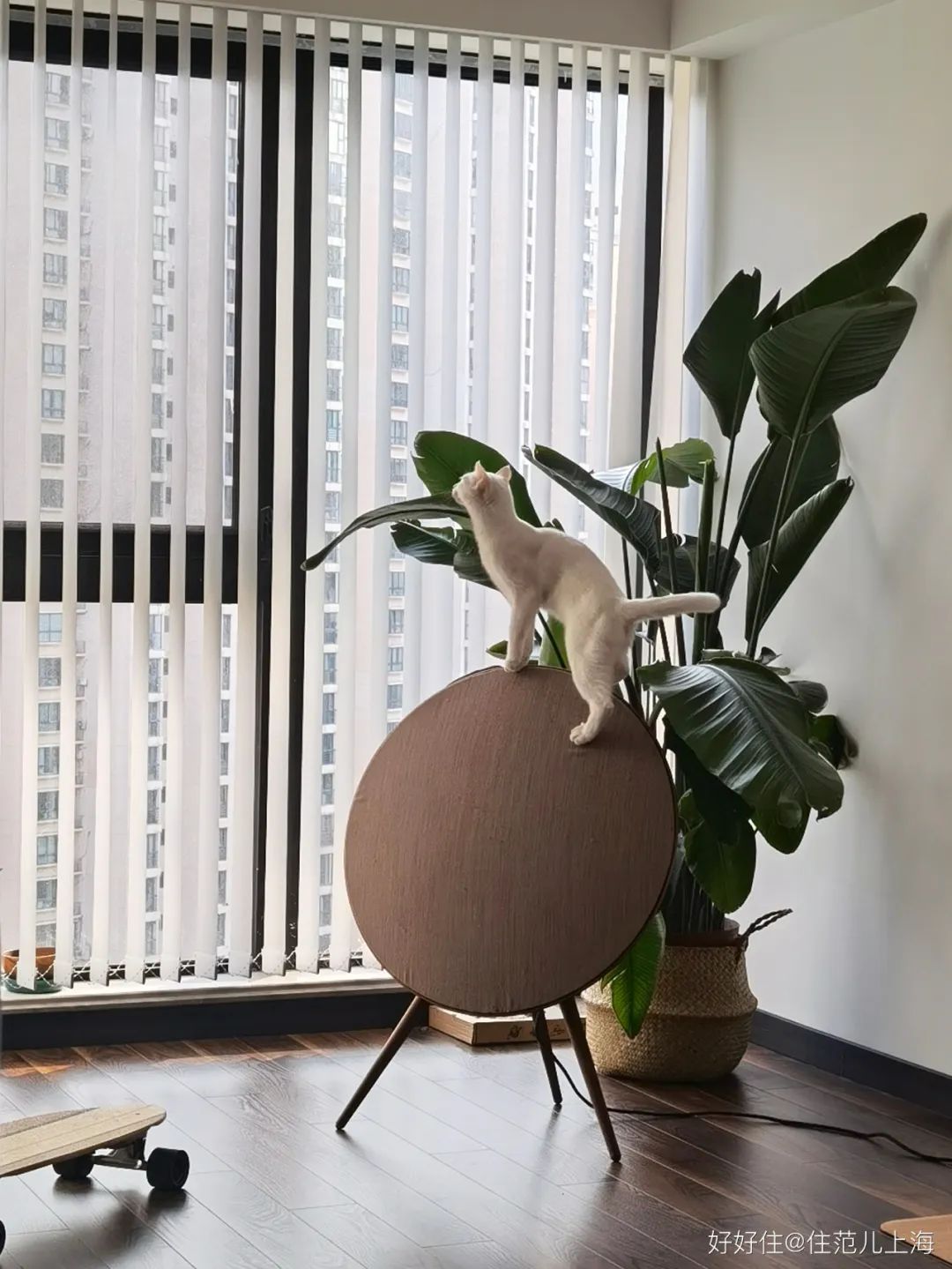 独居75㎡，大落地窗+电影院客厅，狠狠羡慕了