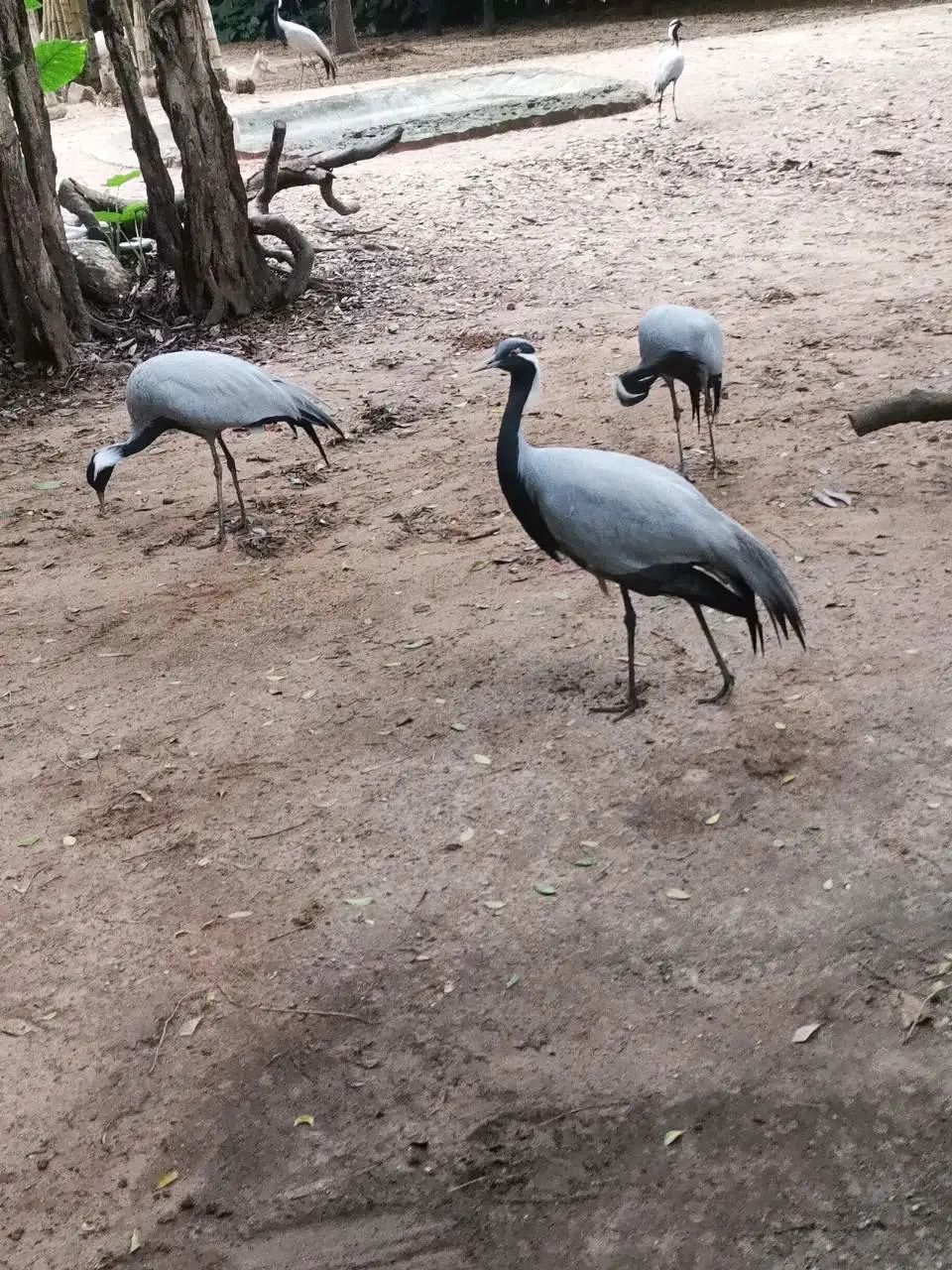 广州番禺长隆野生动物世界怎么样,广州长隆野生动物园自由行攻略
