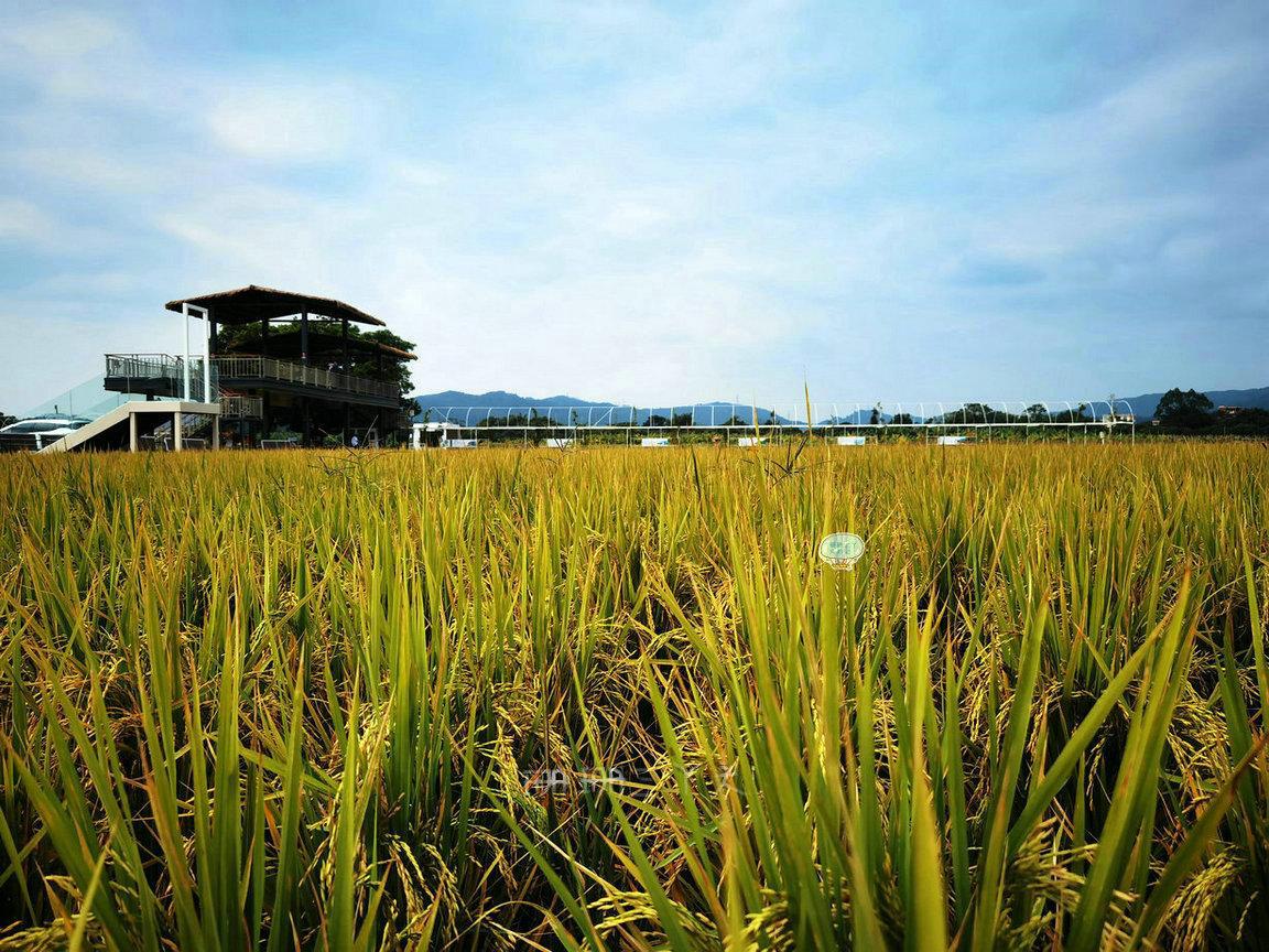 广州增城旅游攻略必去景点,广州增城旅游全攻略
