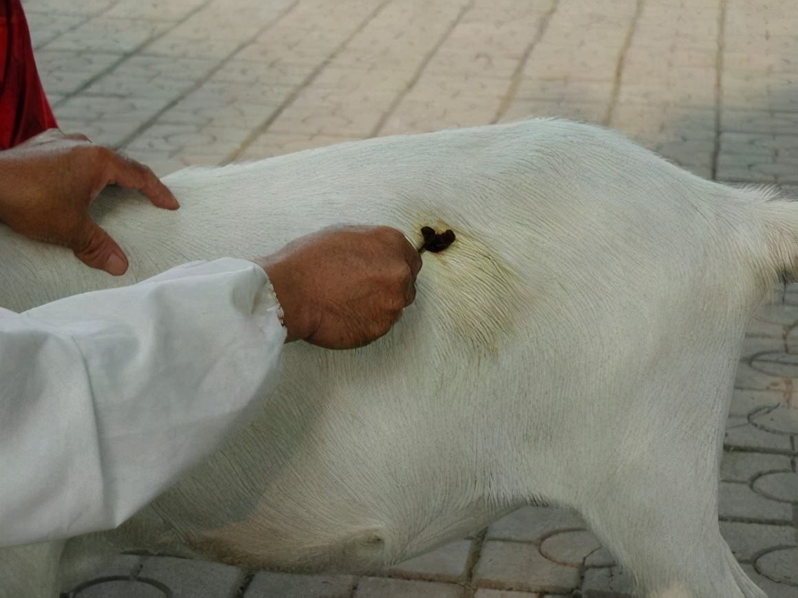 羊肚胀不反刍用啥办法治,羊肚子胀而且还拉肚子怎么办