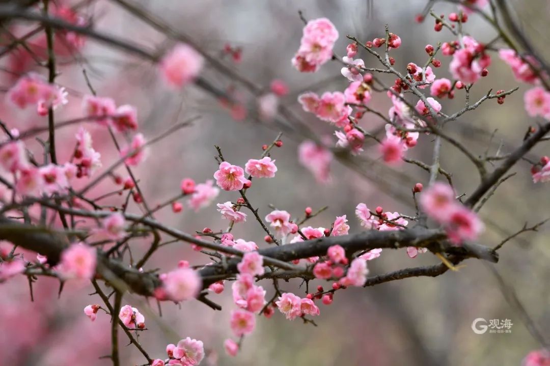 青岛踏春哪里最适合旅游,青岛冬季踏青好去处