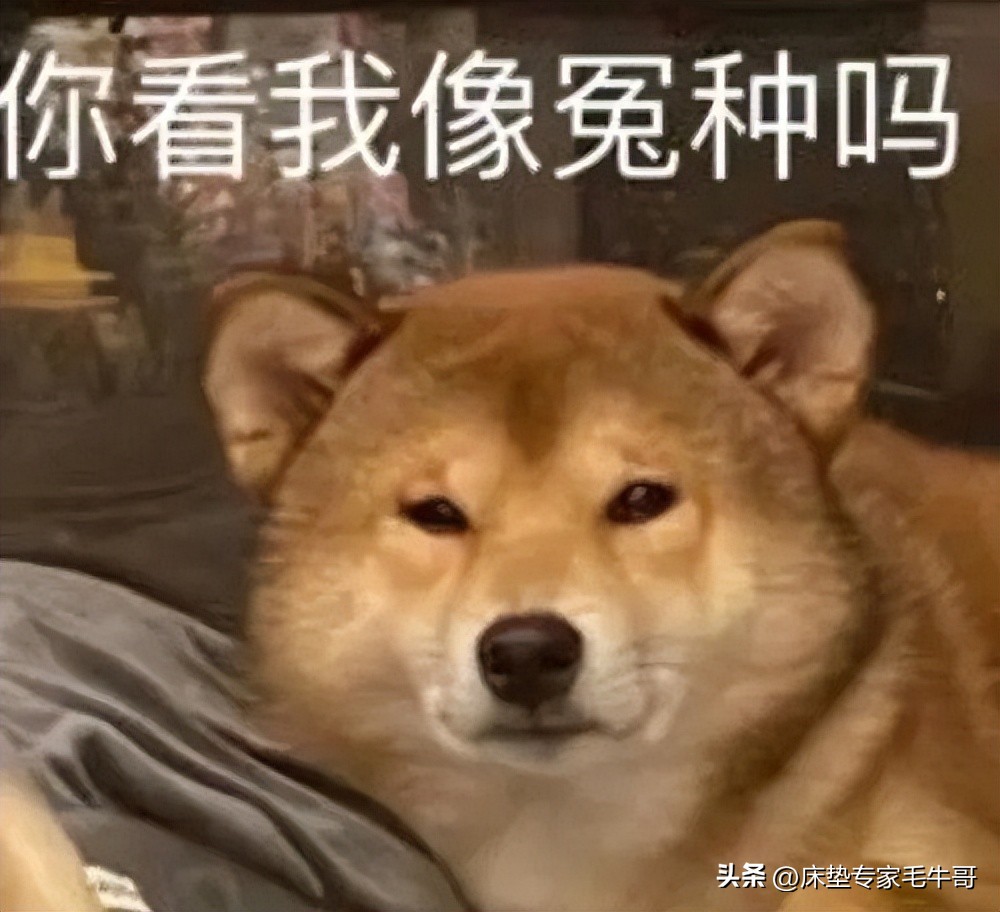 千元床垫到底值不值得买,618不踩雷的东西