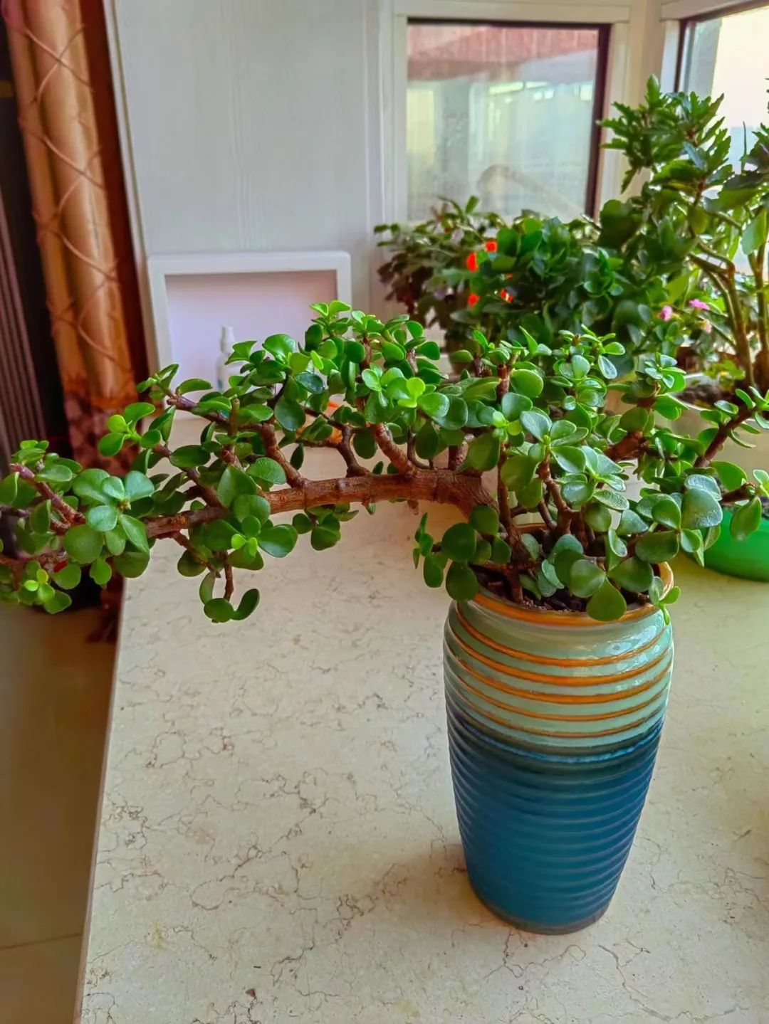 寓意最好的十大盆栽花卉,好运当头的花卉