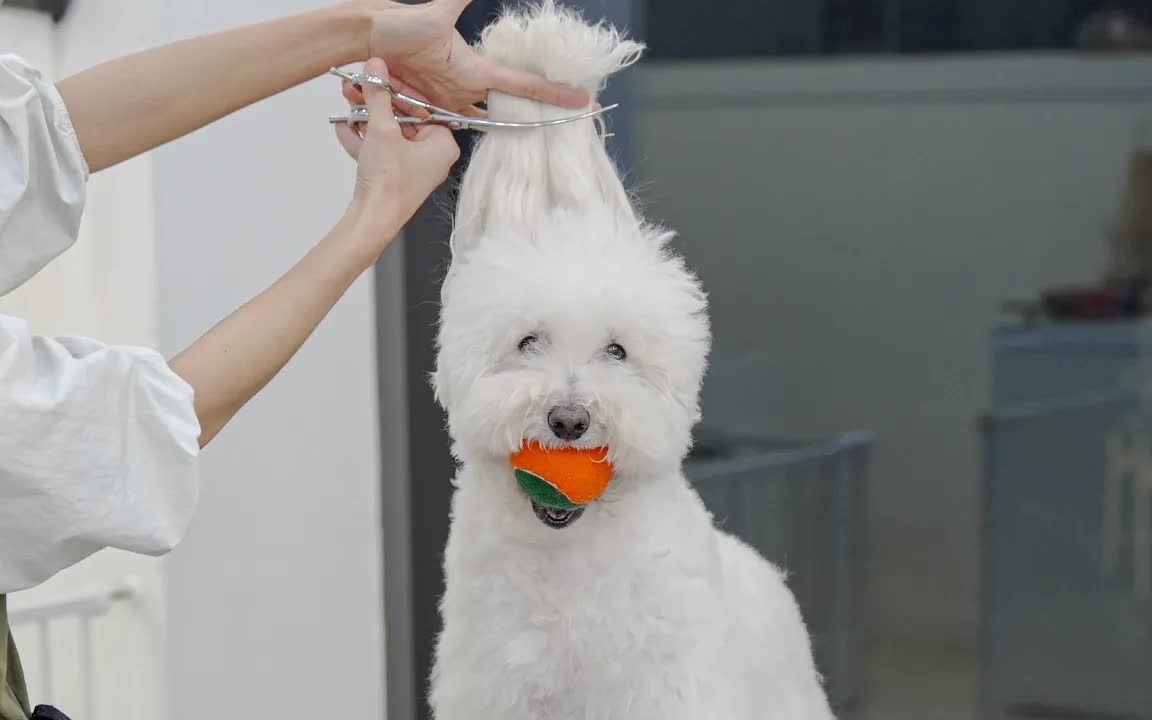 如果狗狗体内有虫有什么症状,狗狗没有耳螨但是耳朵老臭怎么办