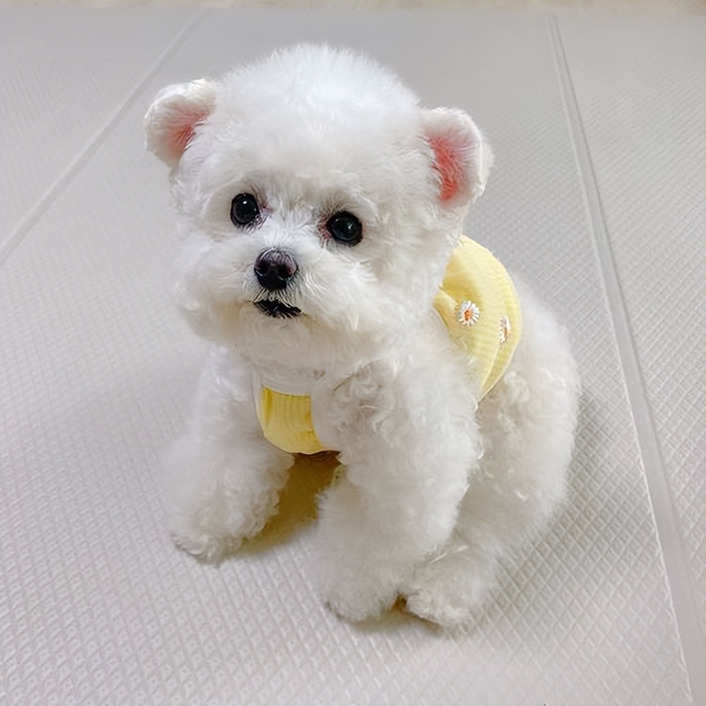 比熊泪痕严重怎么才能治好呢,比熊泪痕怎么消除最快