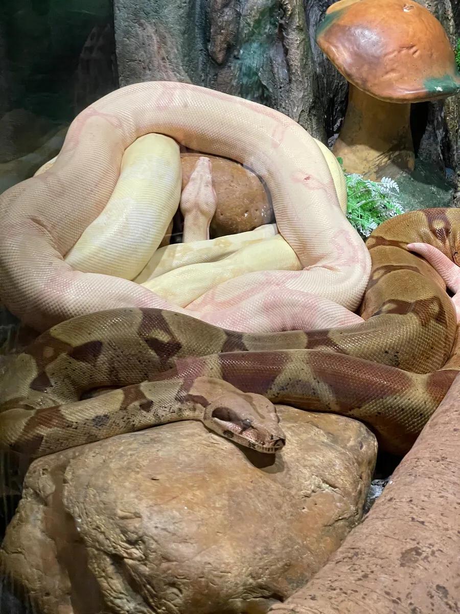 广州长隆野生动物世界有大象吗,广州长隆野生动物世界有多少动物