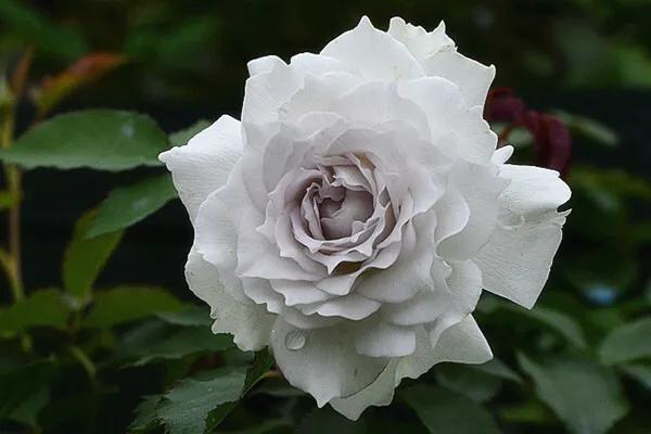 白花月季汇粹：白雪公主、藤冰山、婚礼之路、波莱罗、加百列