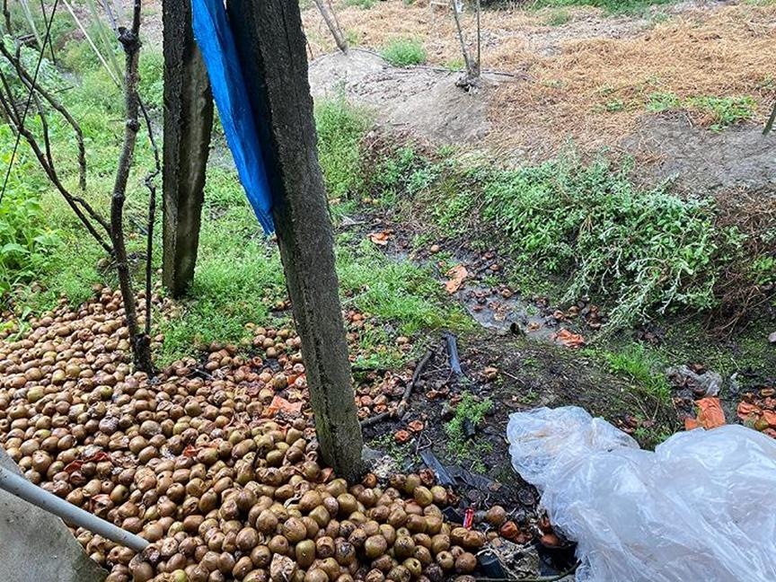 新西兰弄走了湖北猕猴桃，还让中国人付版权费？