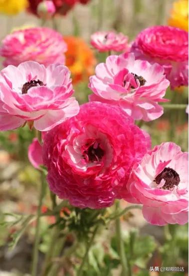 赏心悦目的花朵，风采万千，千姿百态，魅力无限，太美了
