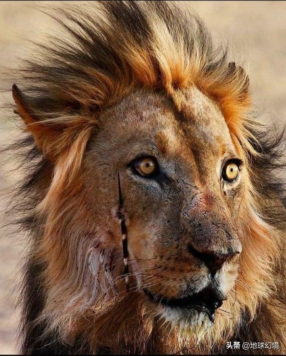 27张惊悚的动物照：青蛙被鼓风机活活风干，海鸥当街活吞大老鼠