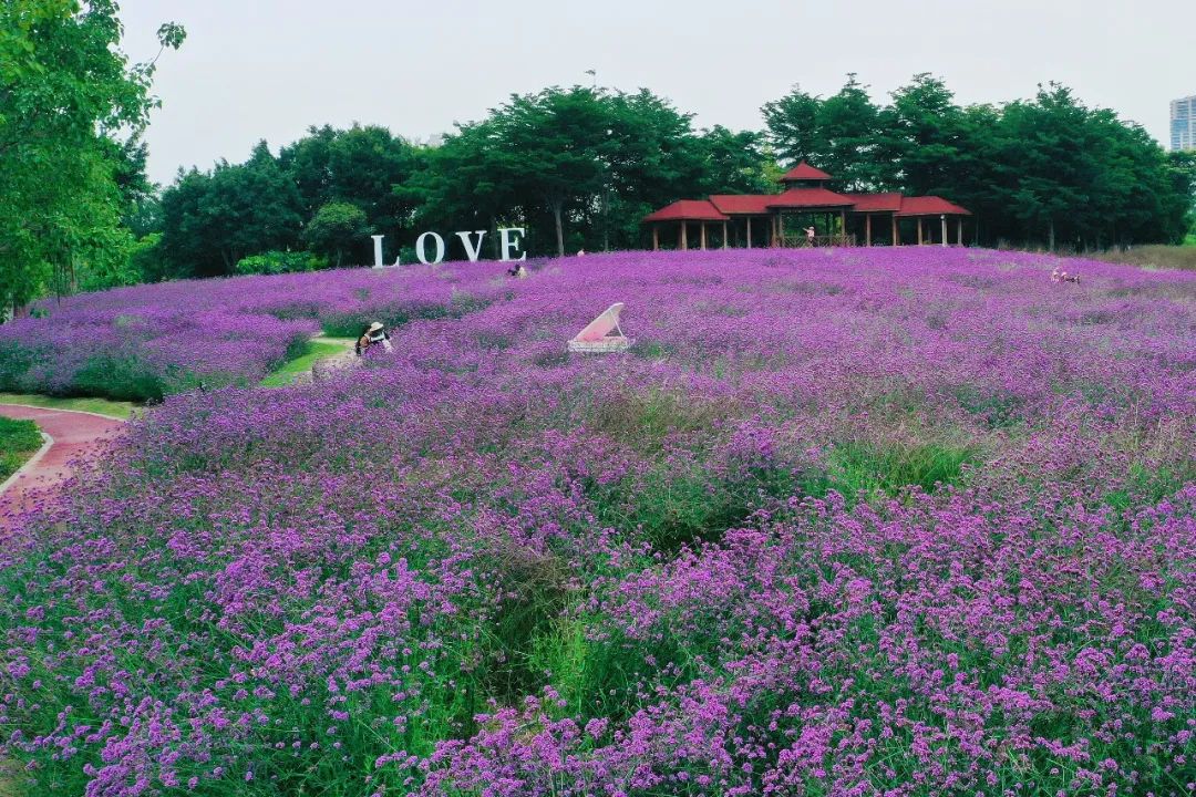 来厦门旅游订不到酒店,去厦门玩住不住鼓浪屿