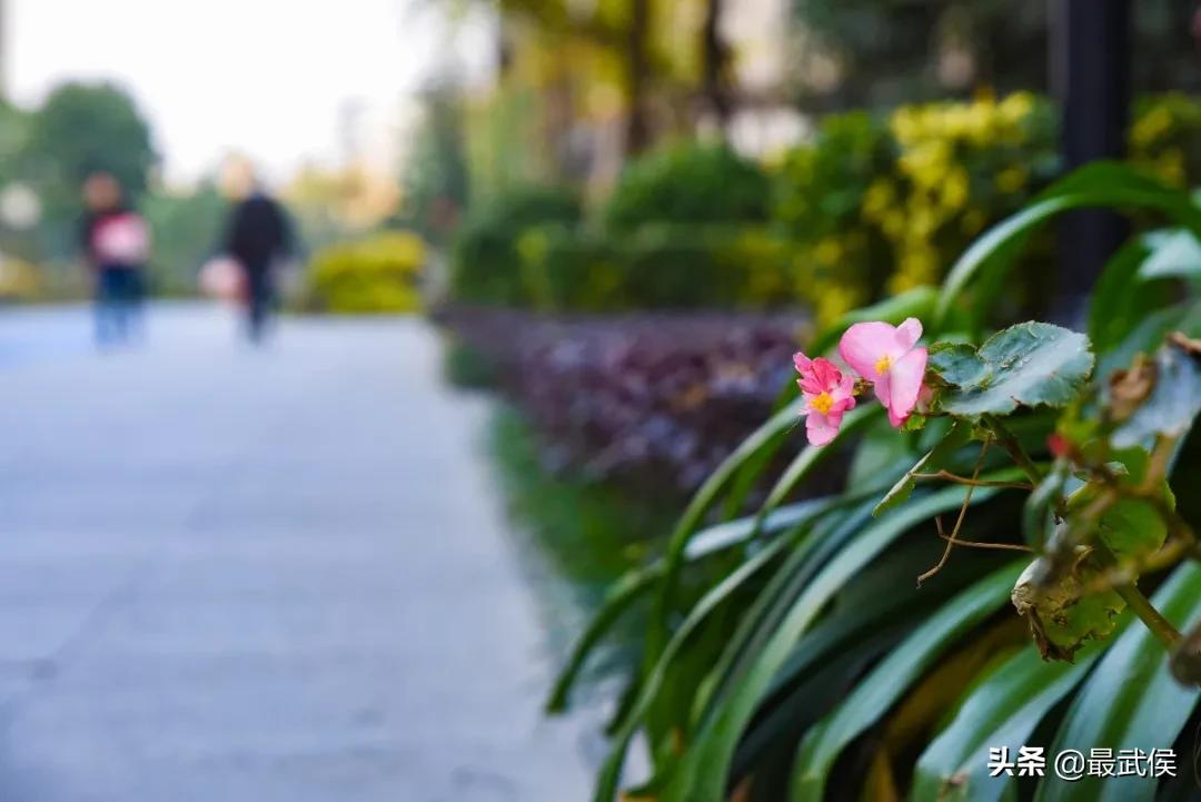 有一种幸福叫公园绿地就在家门口,有一种幸福叫阳光的温暖