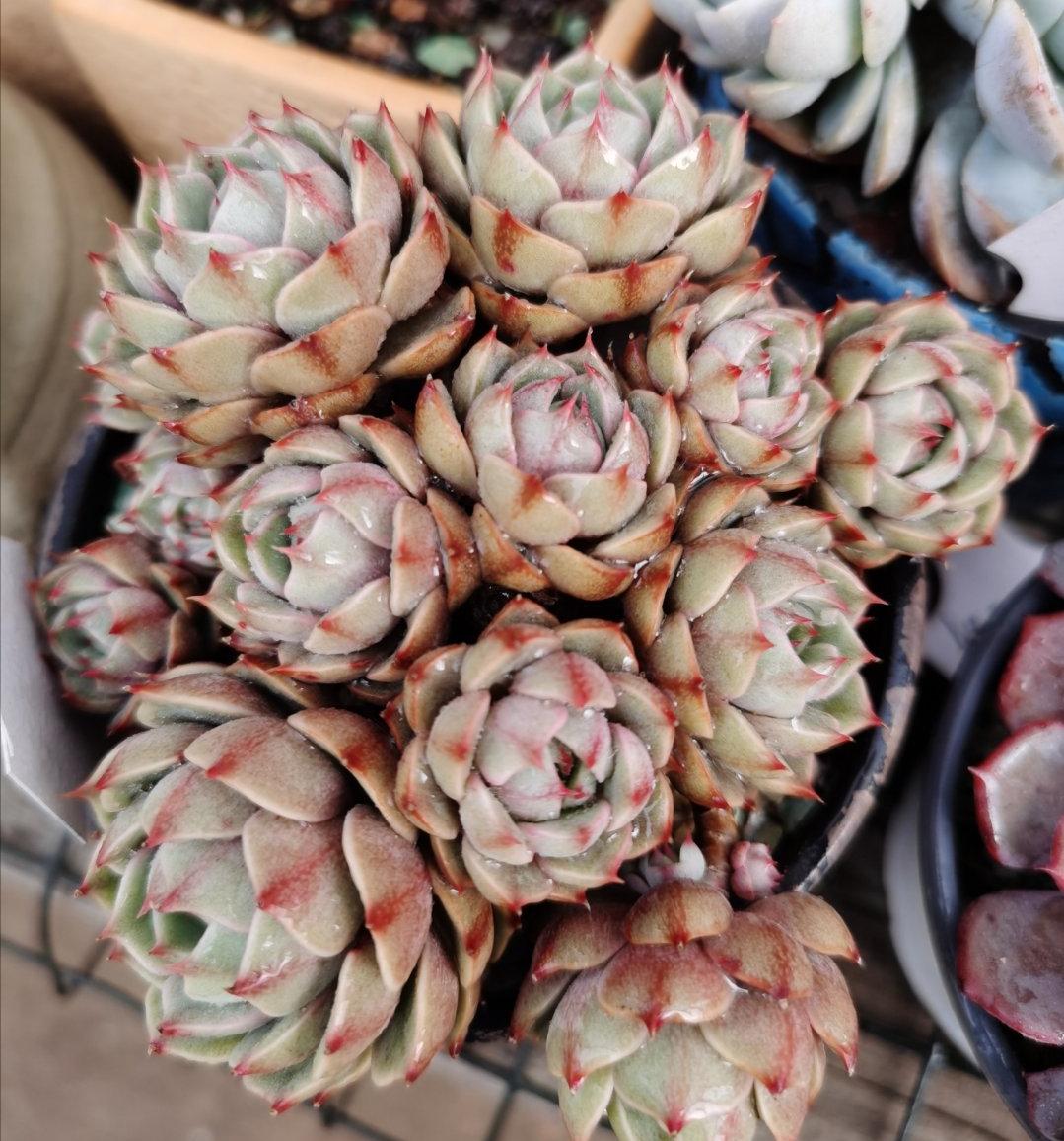 多肉不怕冷的办法,多肉怕冷吗冬天多肉怎么养