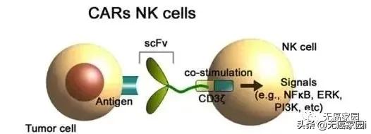 新型car-t疗法,CAR-NK疗法