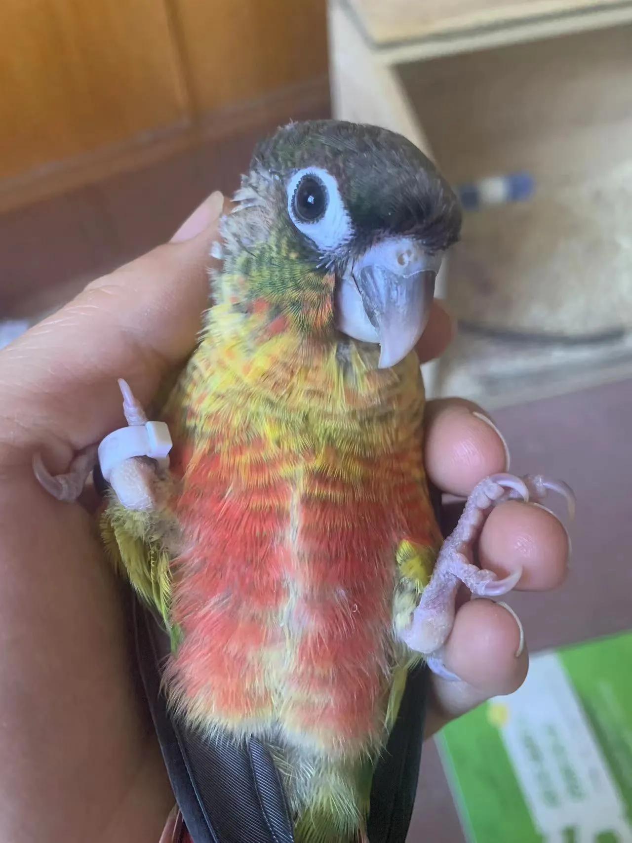 鹦鹉太粘人是什么感觉,怎么养鹦鹉很粘人