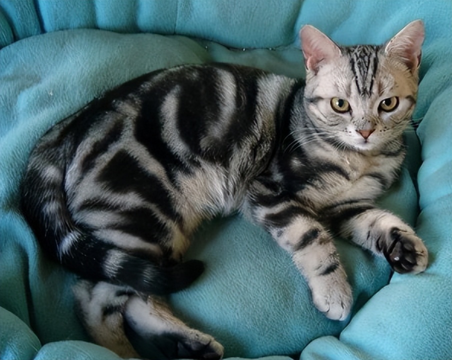 美短品种的猫乖吗,美短猫聪明不聪明