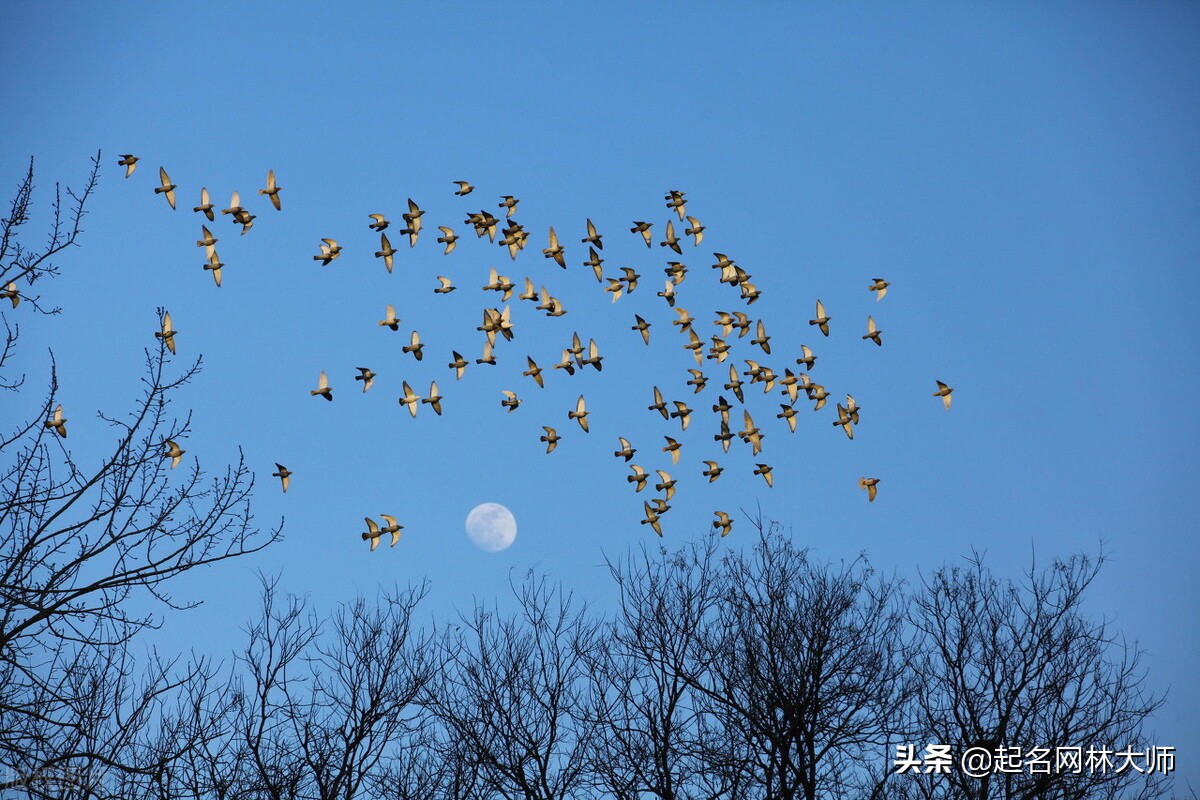 属虎女孩取名李屹山好吗,属虎有山有木取什么名字
