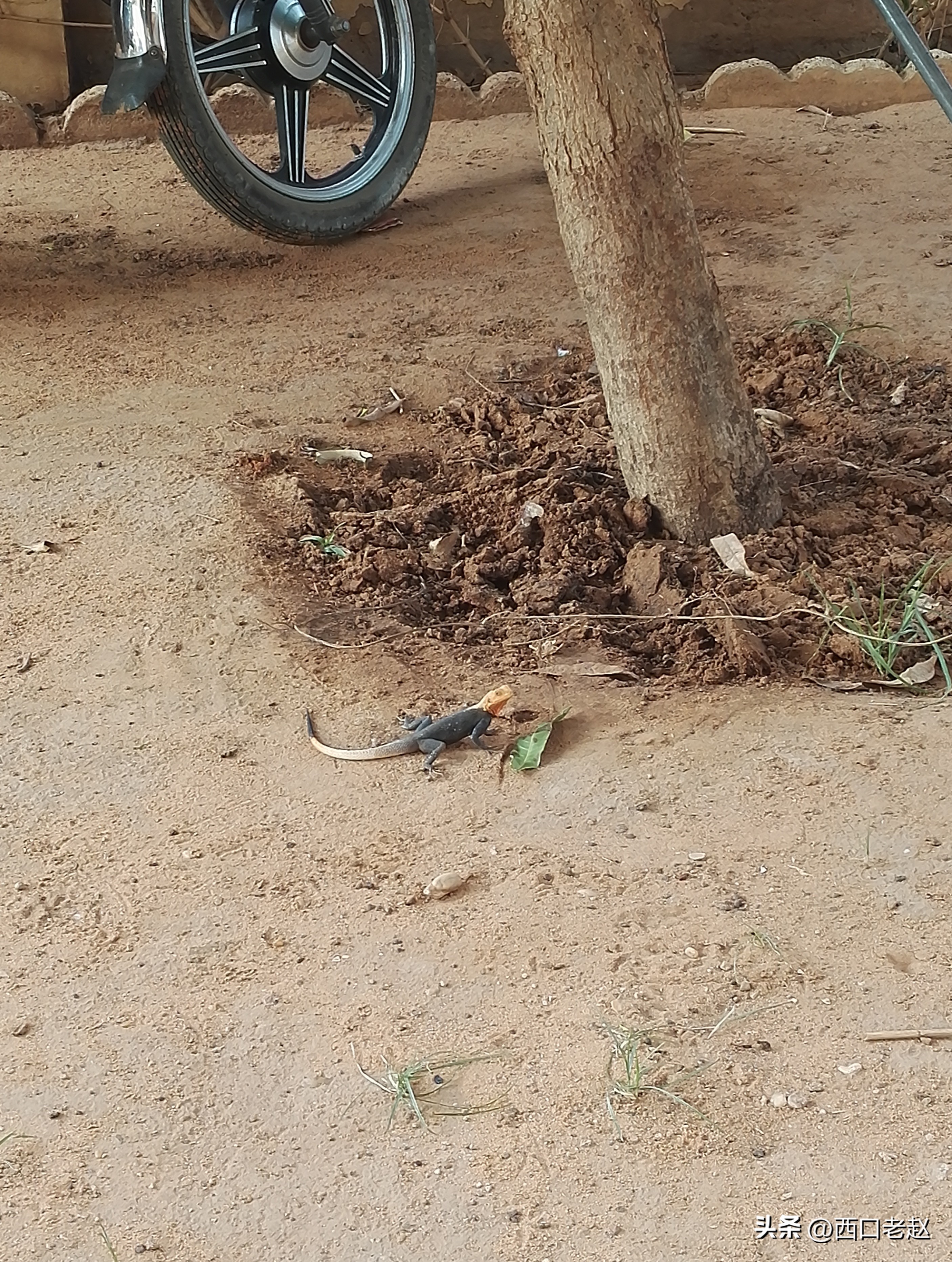 行走在国外的岁月15——西非掠影之尼日尔A