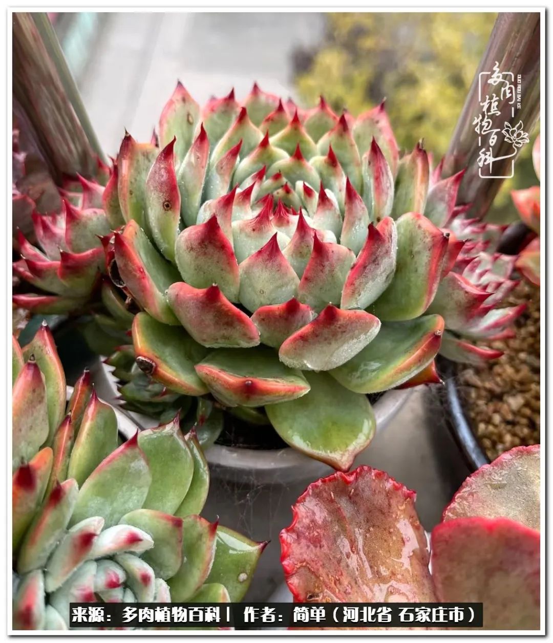 自从养了多肉以后视频,养多肉治愈生活中的疲惫和琐碎