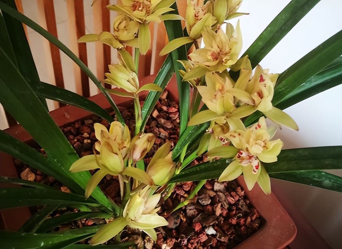 建兰奇花富贵花开,建兰什么品种花好看