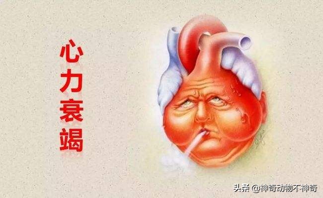 世界上最致命的毒蝎,致命毒蝎子