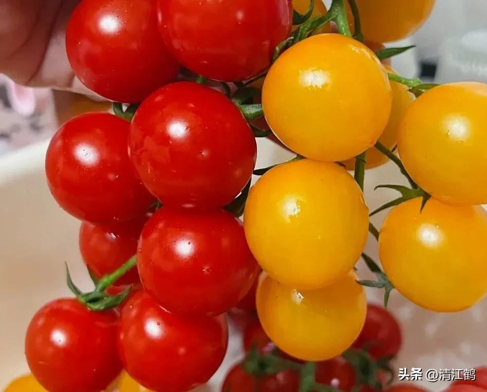 番茄转色不良用什么肥,番茄转色的六种表现