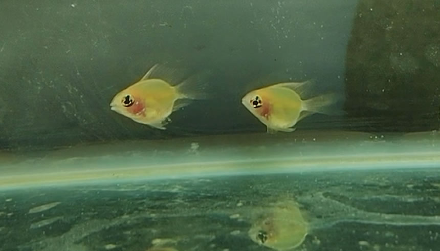 鱼不喜欢开口怎么办,春天鱼不吃食是什么原因